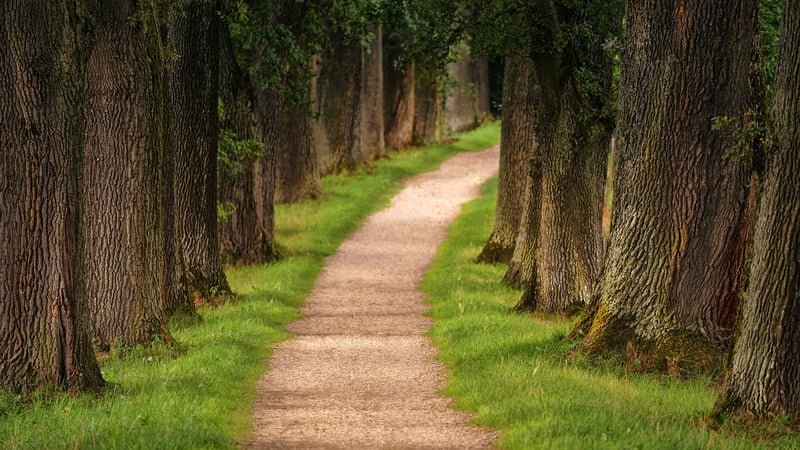 Silent Forest Hikes